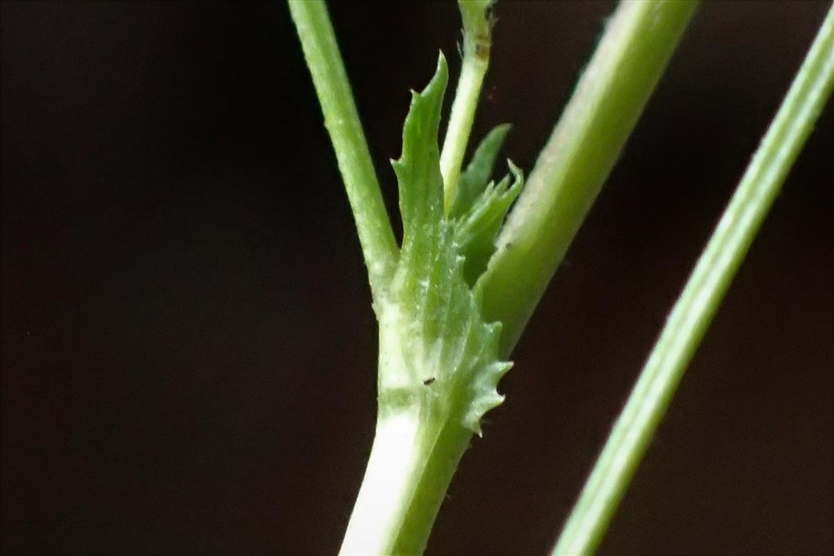 Medicago laciniata (door Sipke Gonggrijp)