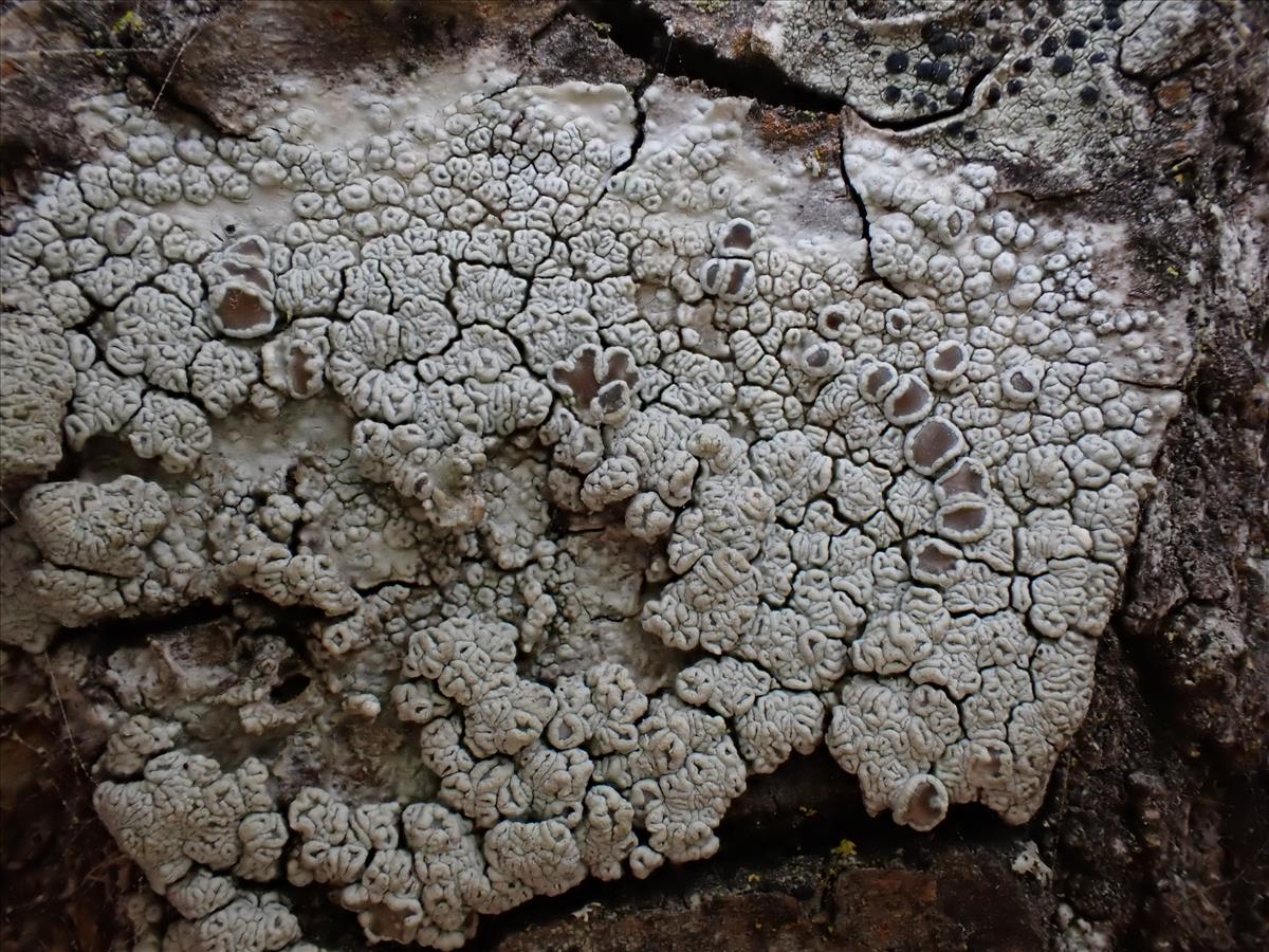 Lecanora sinuosa (door Lukas Verboom)