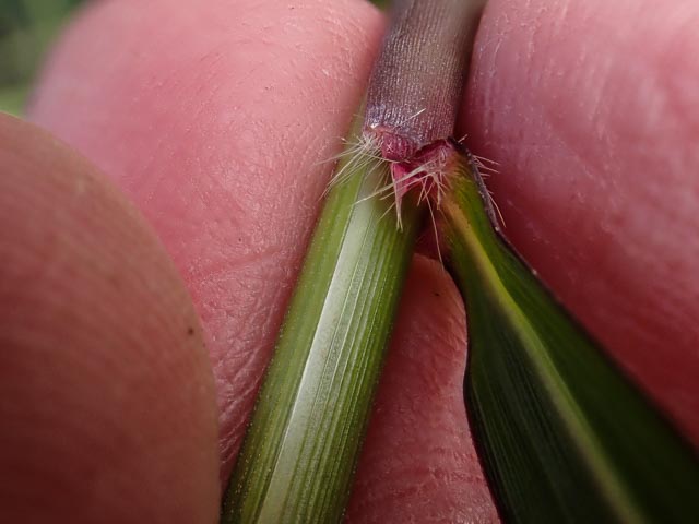 Miscanthus sinensis (door Peter Hegi)