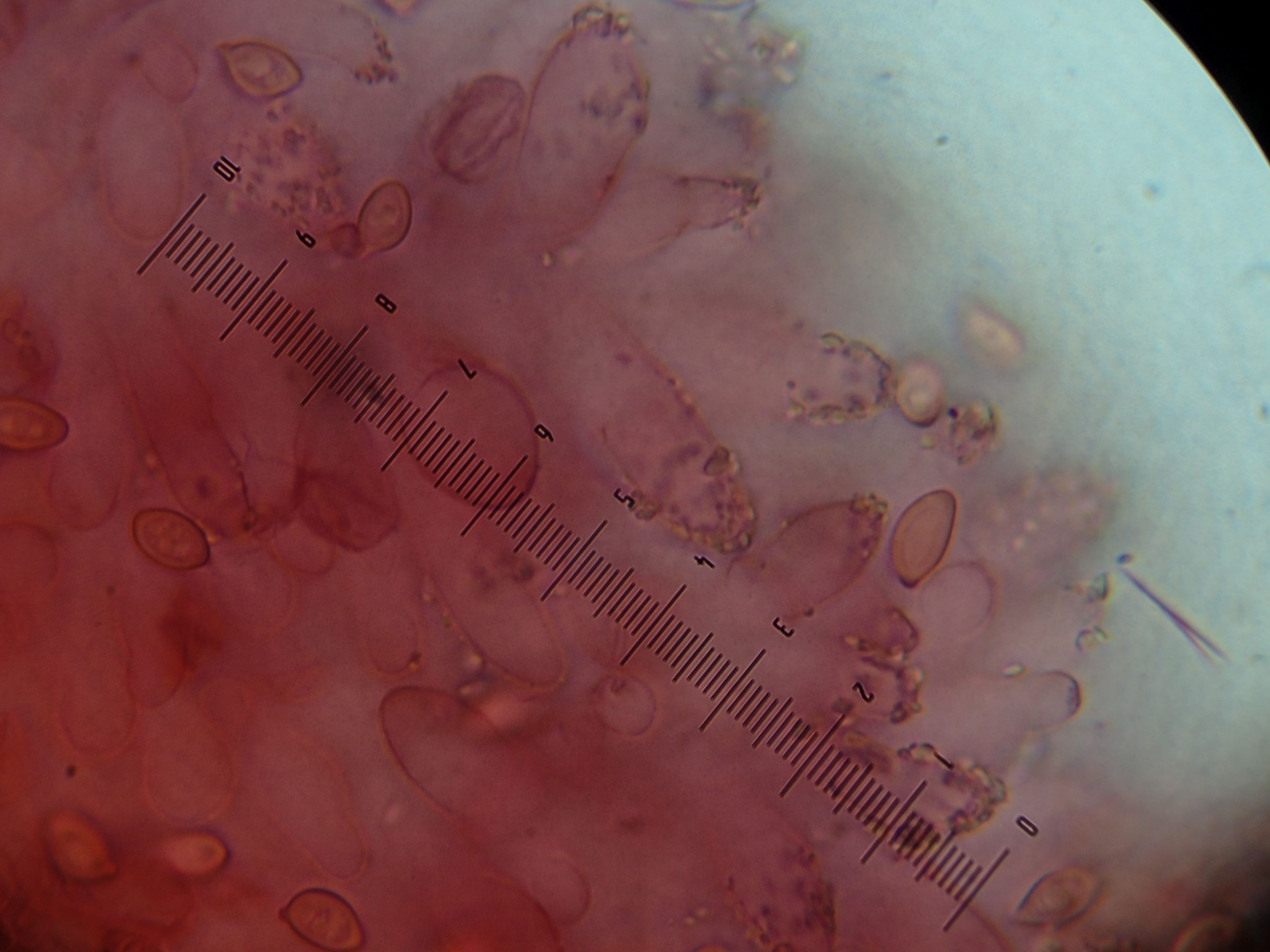 Leucoagaricus purpureolilacinus (door Leo Jalink)