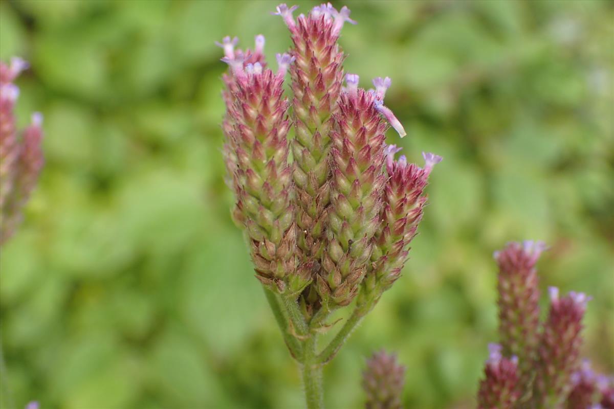 Verbena incompta (door Sipke Gonggrijp)