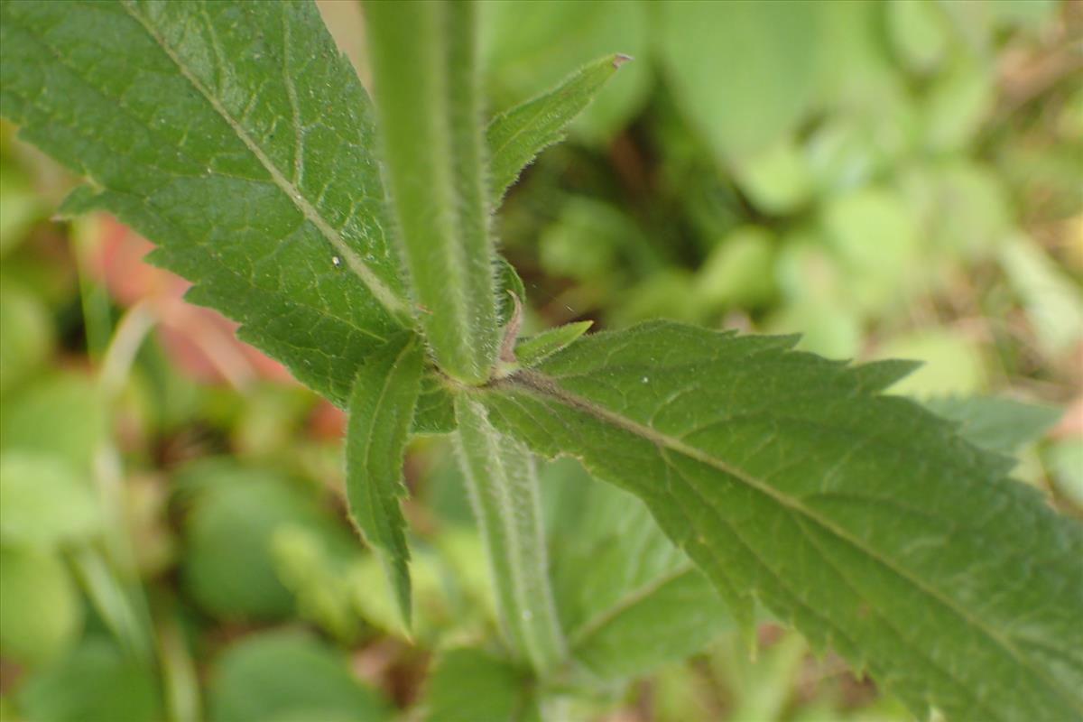 Verbena incompta (door Sipke Gonggrijp)