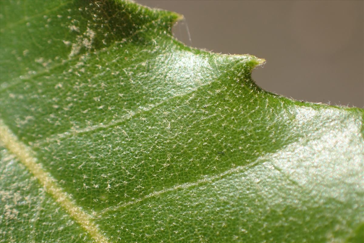 Quercus ilex (door Stef van Walsum)