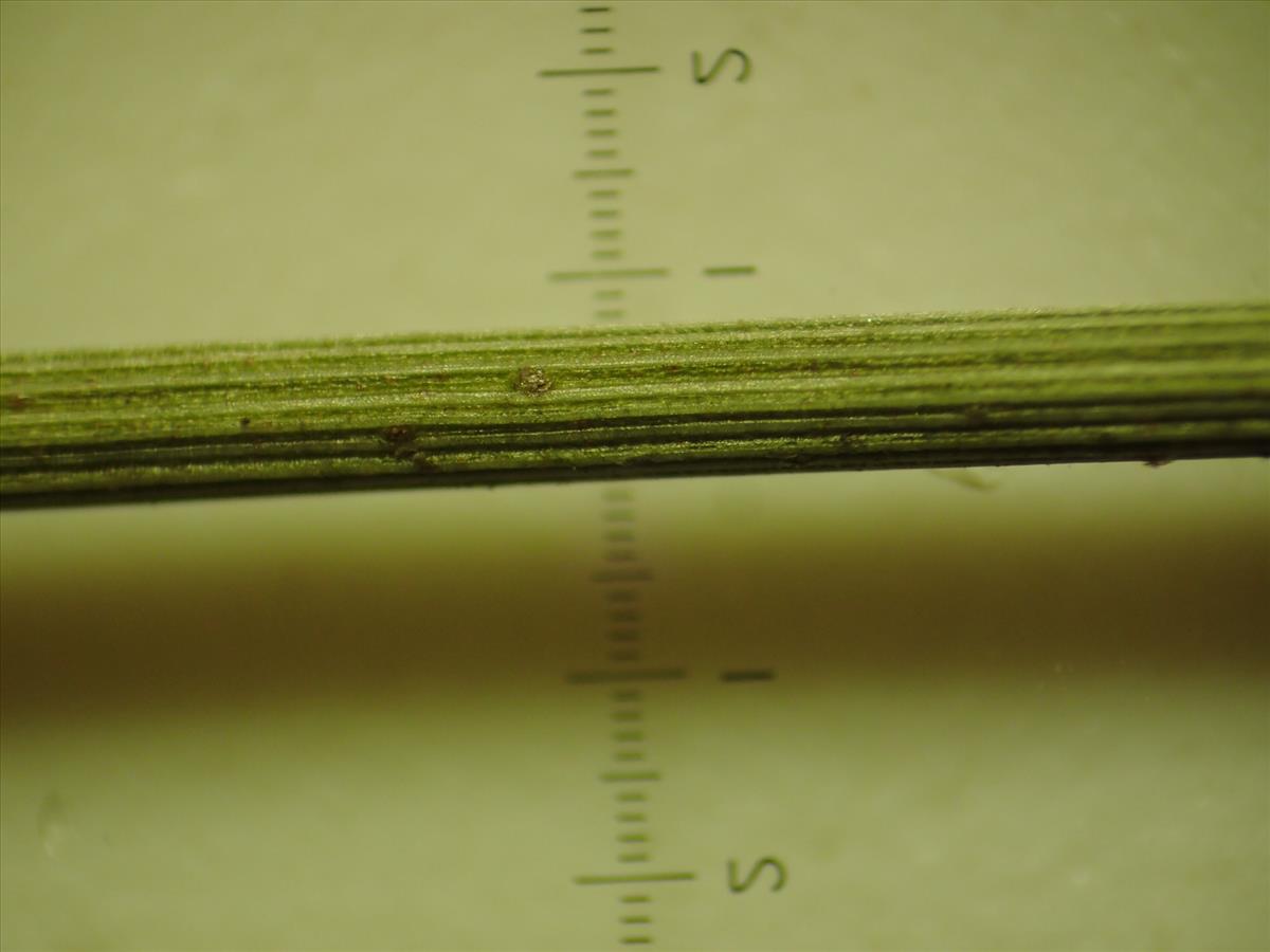 Juncus distegus (door Sipke Gonggrijp)