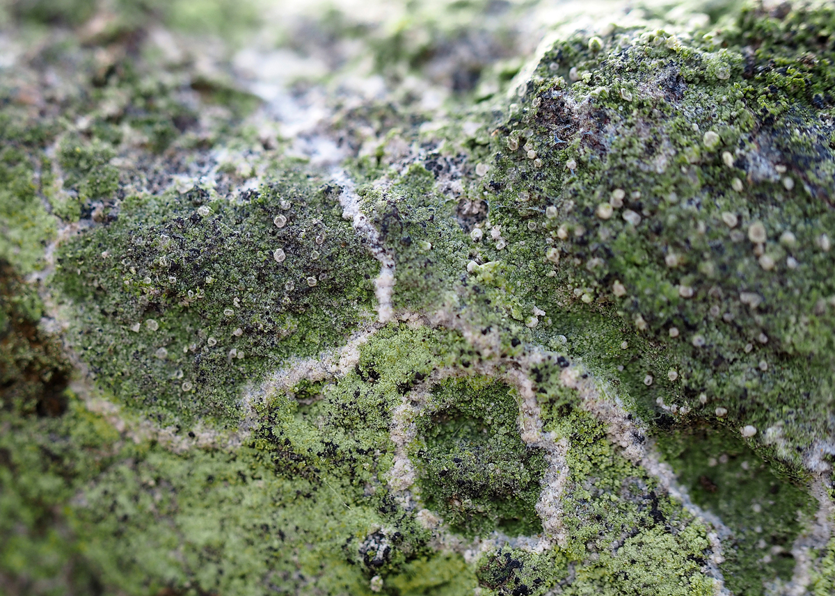 Aquacidia antricola (door Jeroen van der Loop)