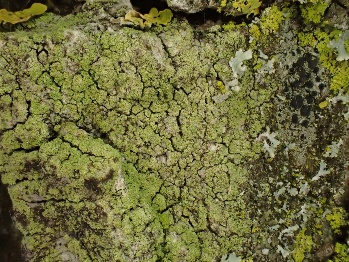 Lecidella flavosorediata (door Lukas Verboom)