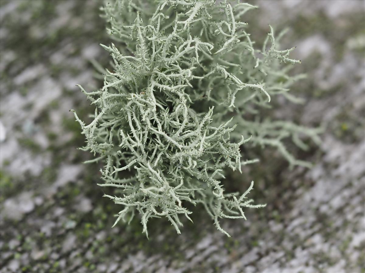 Usnea hirta (door Guido Berger)