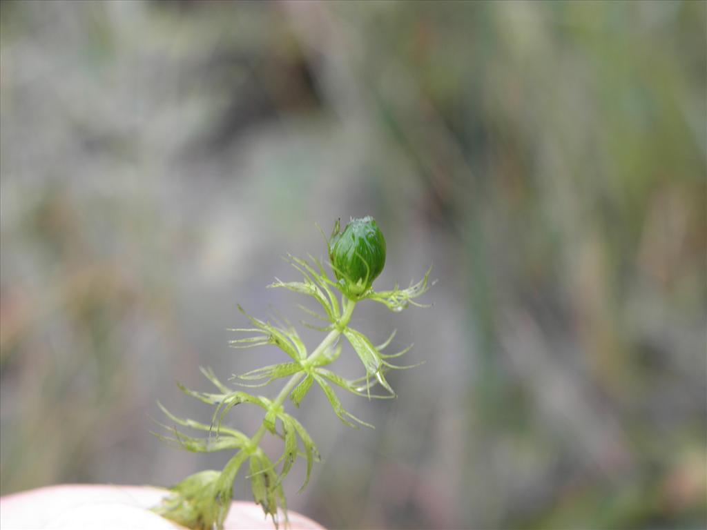 Aldrovanda vesiculosa (door Eric Brandes)