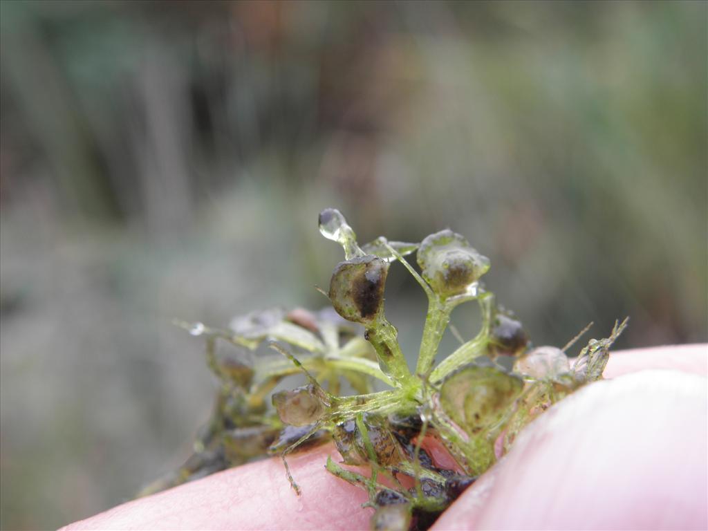 Aldrovanda vesiculosa (door Eric Brandes)