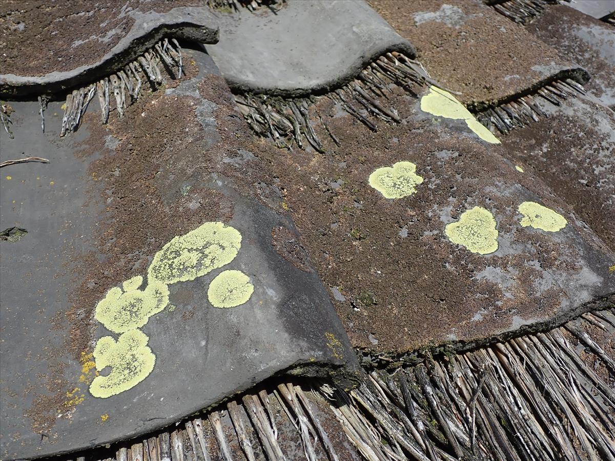 Rhizocarpon geographicum (door Lukas Verboom)