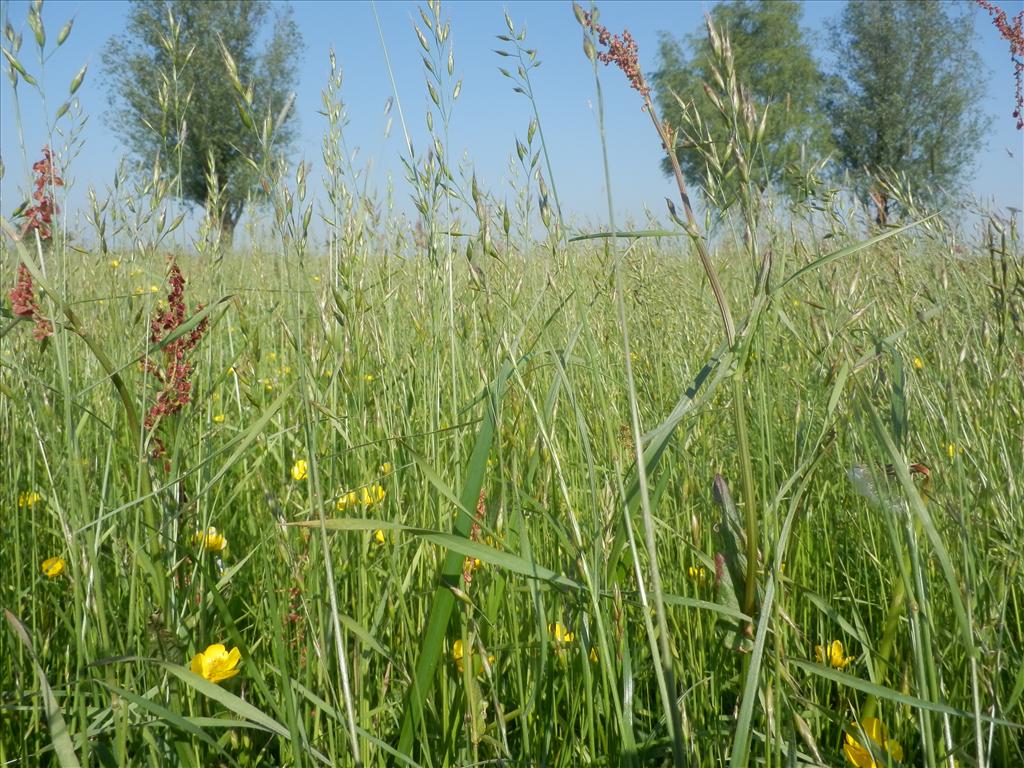 Bromus racemosus subsp. racemosus (door Max Simmelink)