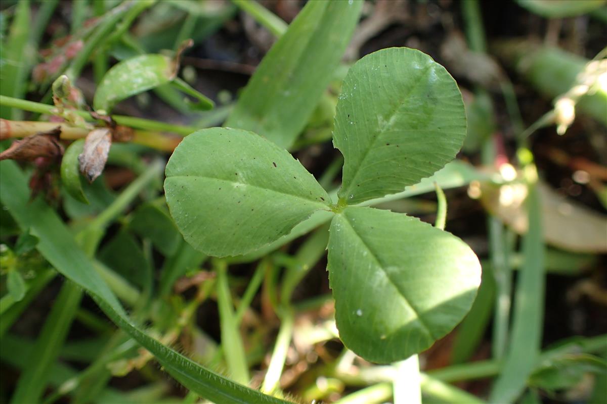 Trifolium spumosum (door Sipke Gonggrijp)