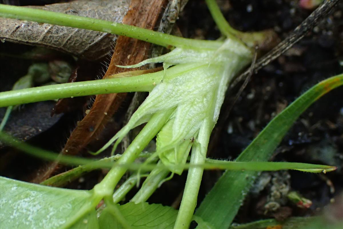 Trifolium spumosum (door Sipke Gonggrijp)