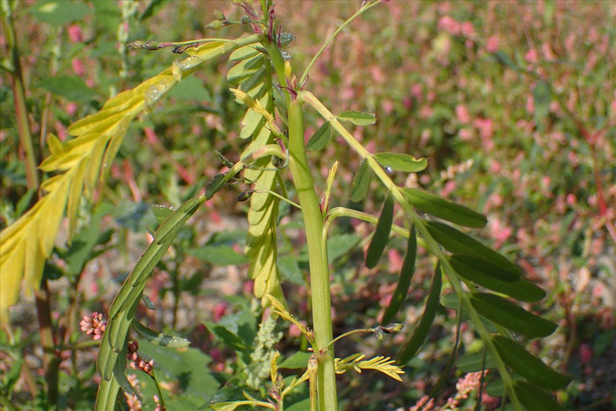 Sesbania herbacea (door Sipke Gonggrijp)