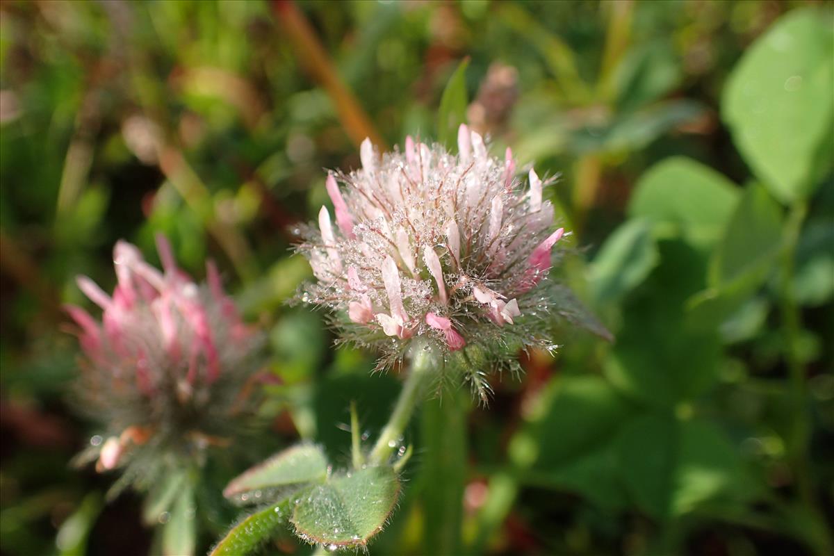 Trifolium hirtum (door Sipke Gonggrijp)