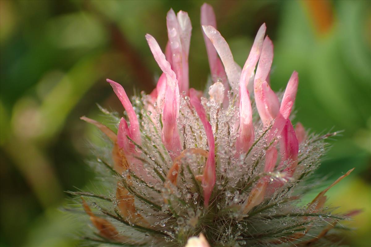 Trifolium hirtum (door Sipke Gonggrijp)