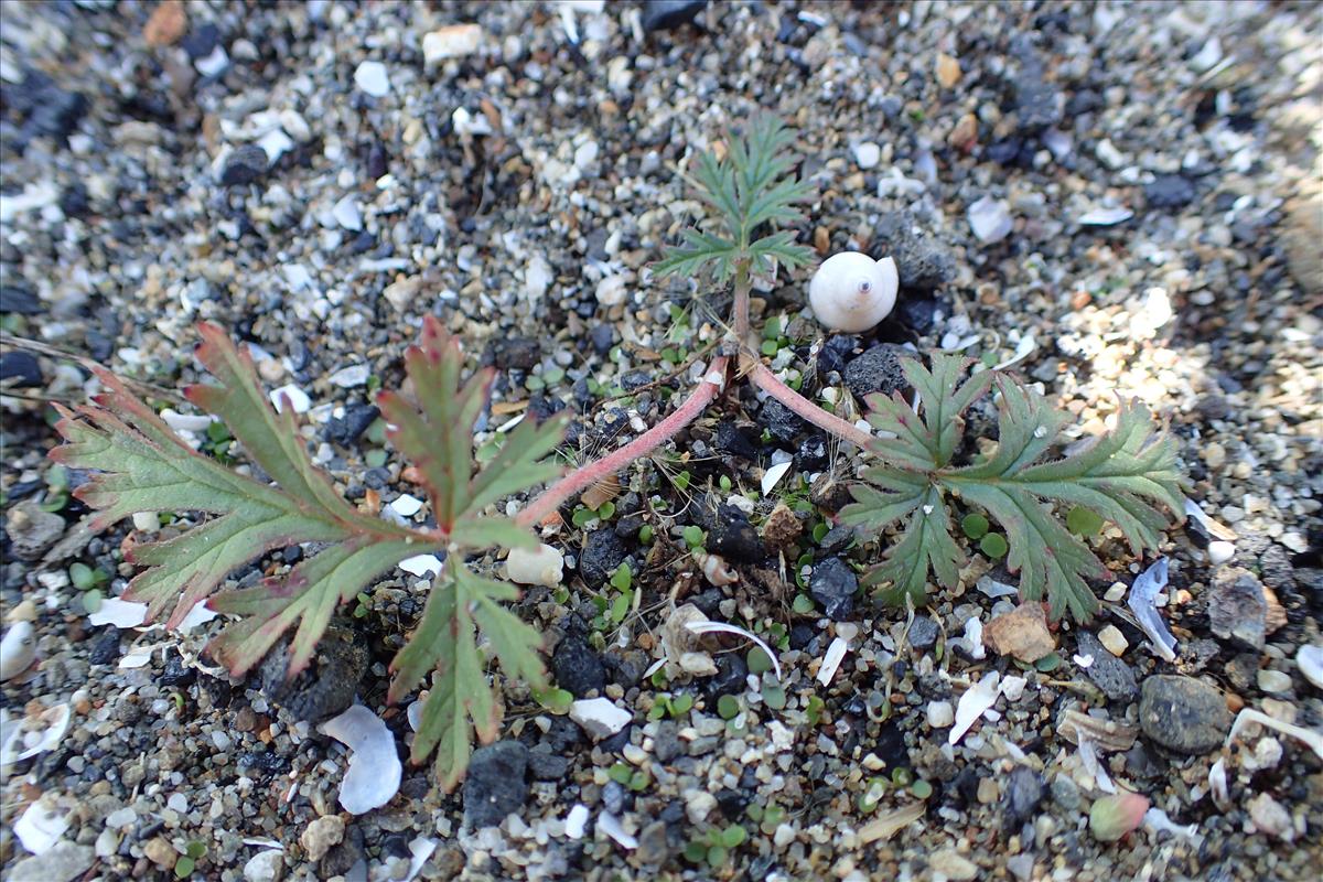 Erodium stephanianum (door Sipke Gonggrijp)