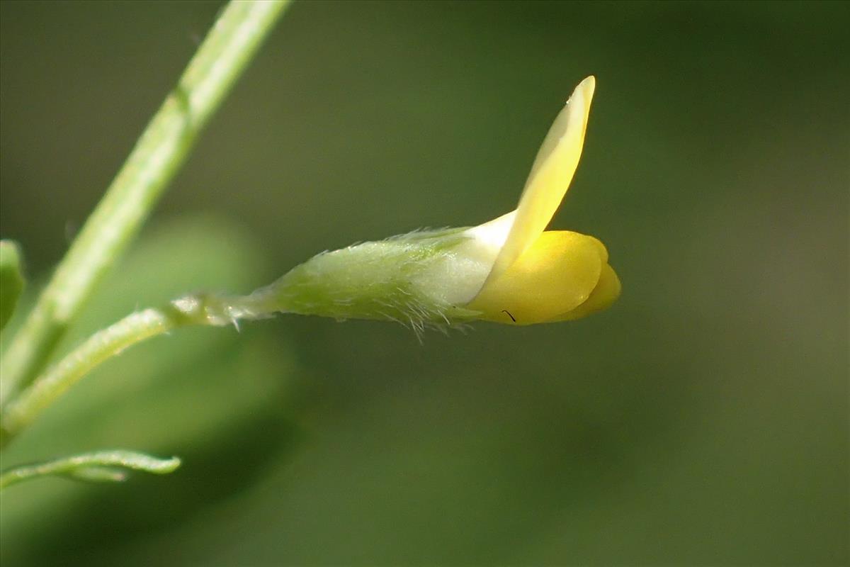 Medicago laciniata (door Sipke Gonggrijp)