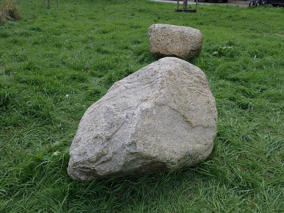 Thelocarpon laureri (door Lukas Verboom)