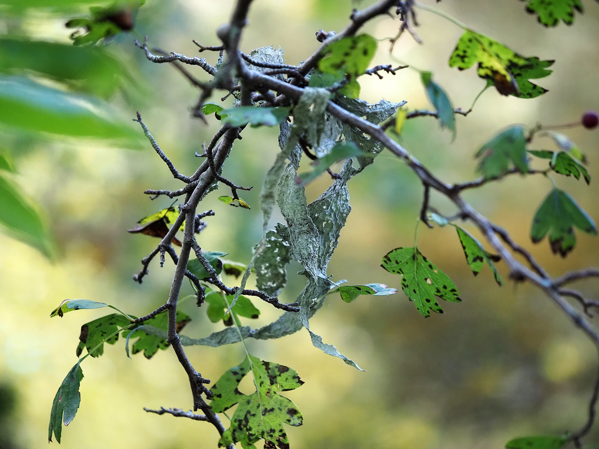 Ramalina fraxinea (door Jeroen van der Loop)