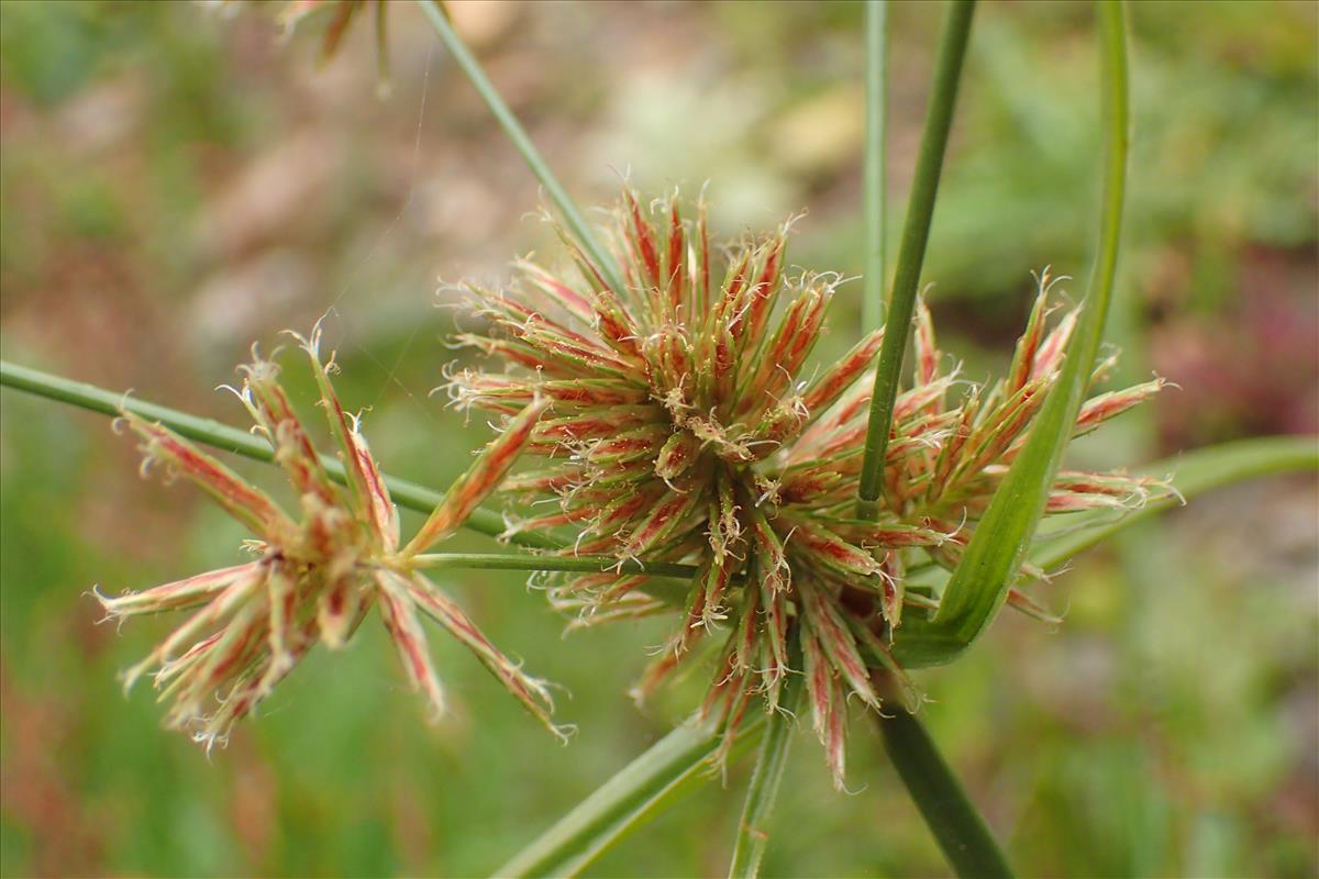 Cyperus congestus (door Sipke Gonggrijp)