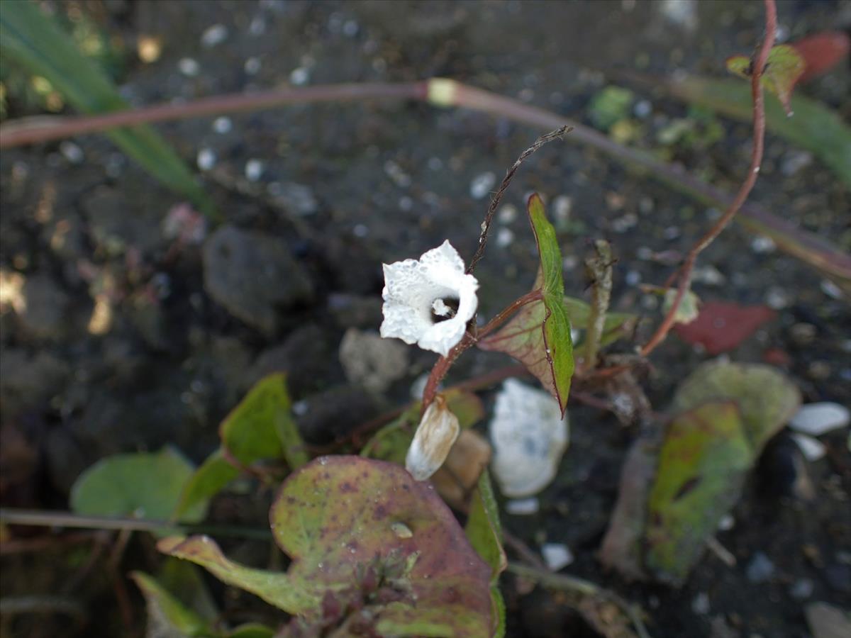 Ipomoea lacunosa (door Sipke Gonggrijp)