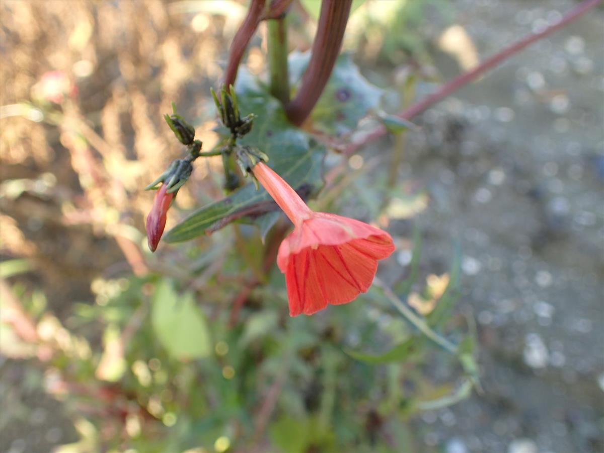Ipomoea rubriflora (door Sipke Gonggrijp)