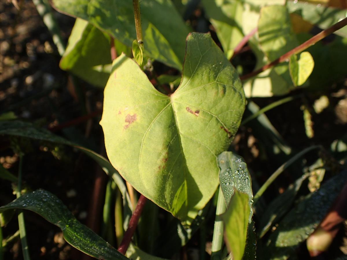 Ipomoea rubriflora (door Sipke Gonggrijp)