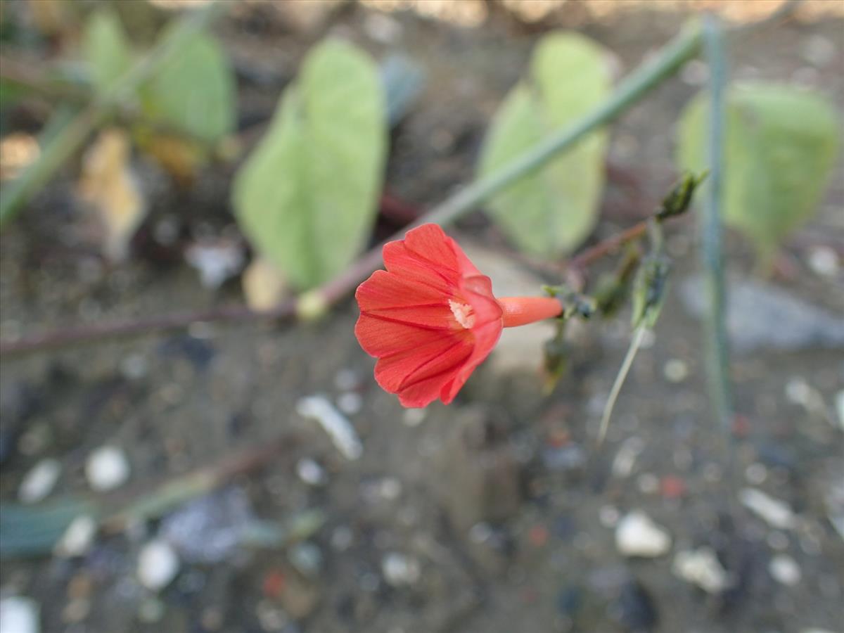 Ipomoea rubriflora (door Sipke Gonggrijp)