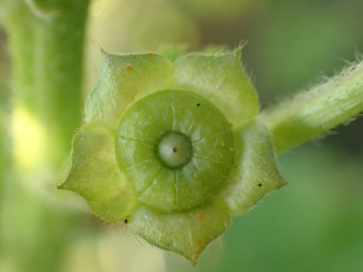 Malva parviflora (door Sipke Gonggrijp)