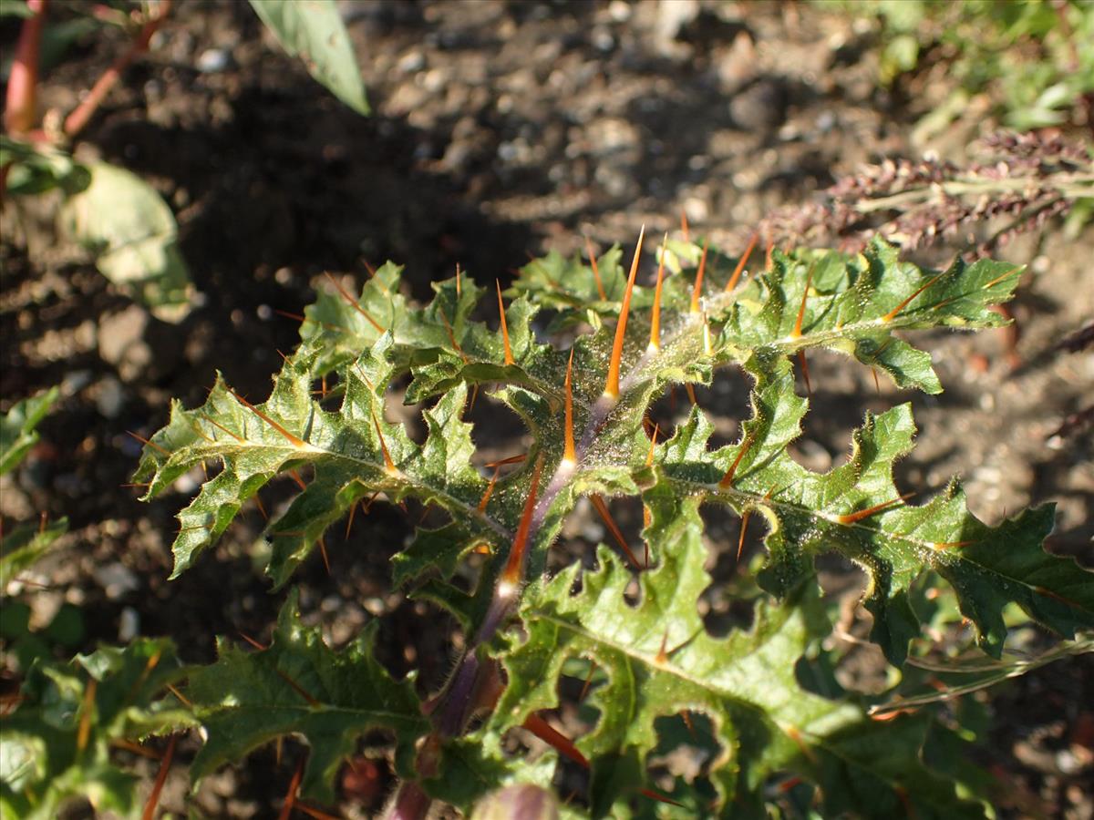 Solanum sisymbriifolium (door Sipke Gonggrijp)