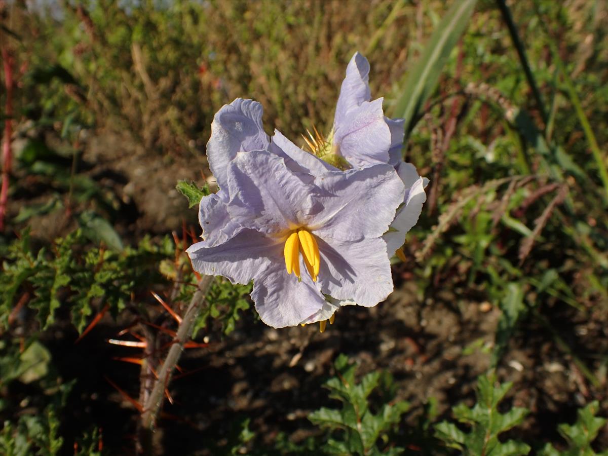 Solanum sisymbriifolium (door Sipke Gonggrijp)