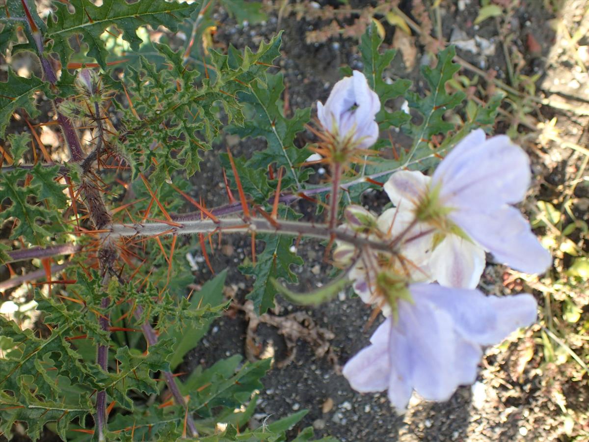 Solanum sisymbriifolium (door Sipke Gonggrijp)