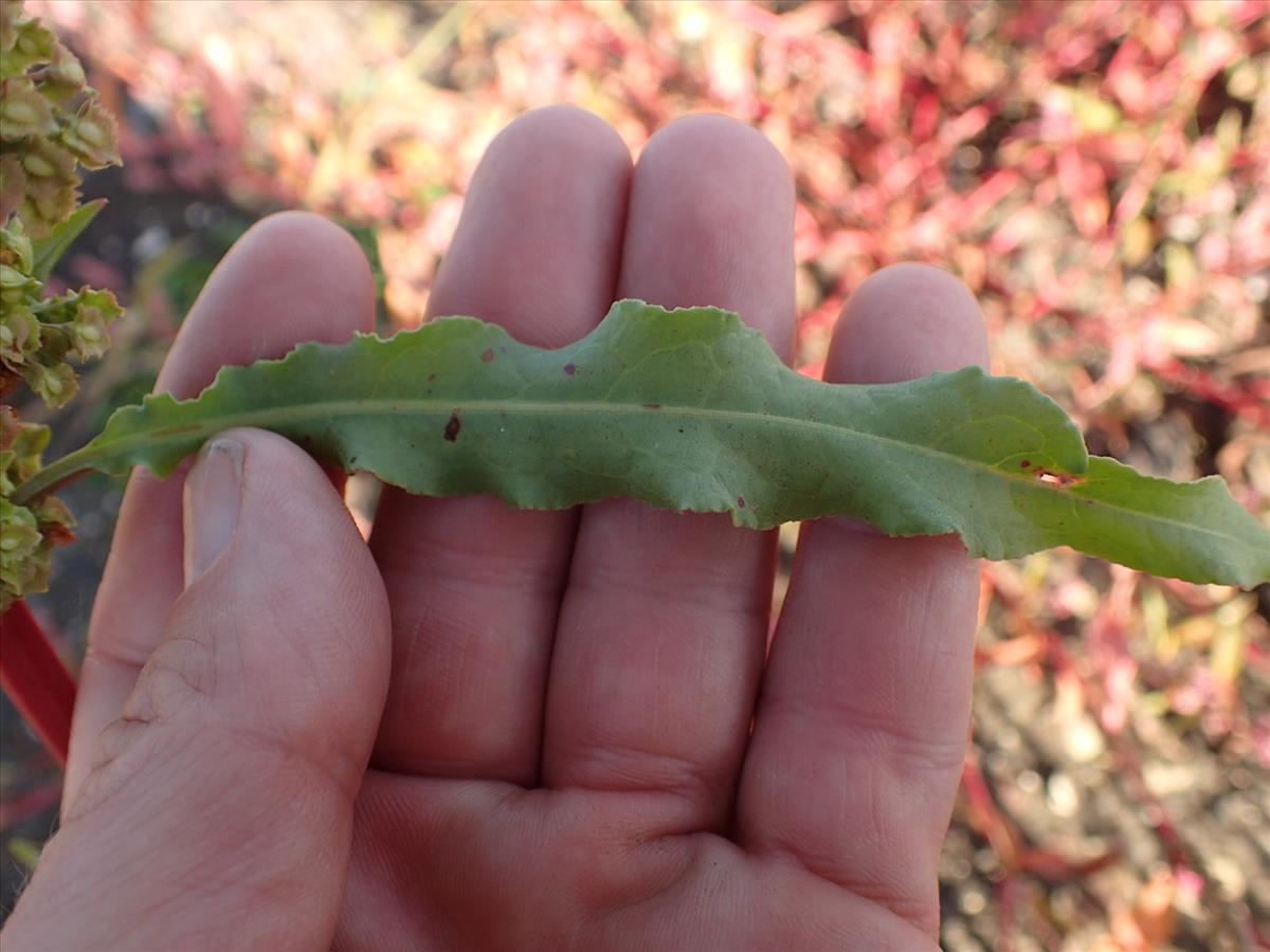 Rumex stenophyllus (door Sipke Gonggrijp)