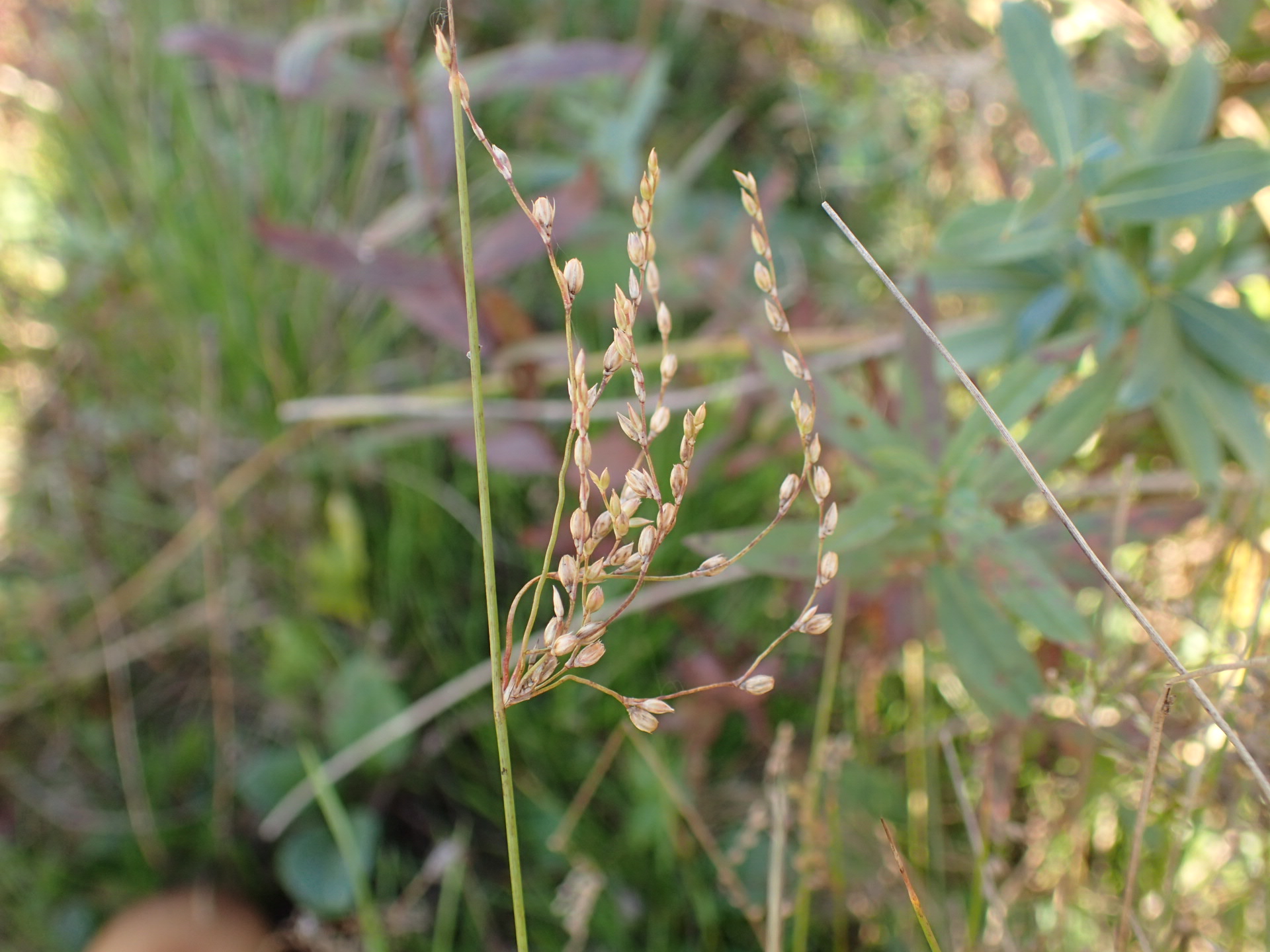 Juncus subsecundus (door Sipke Gonggrijp)