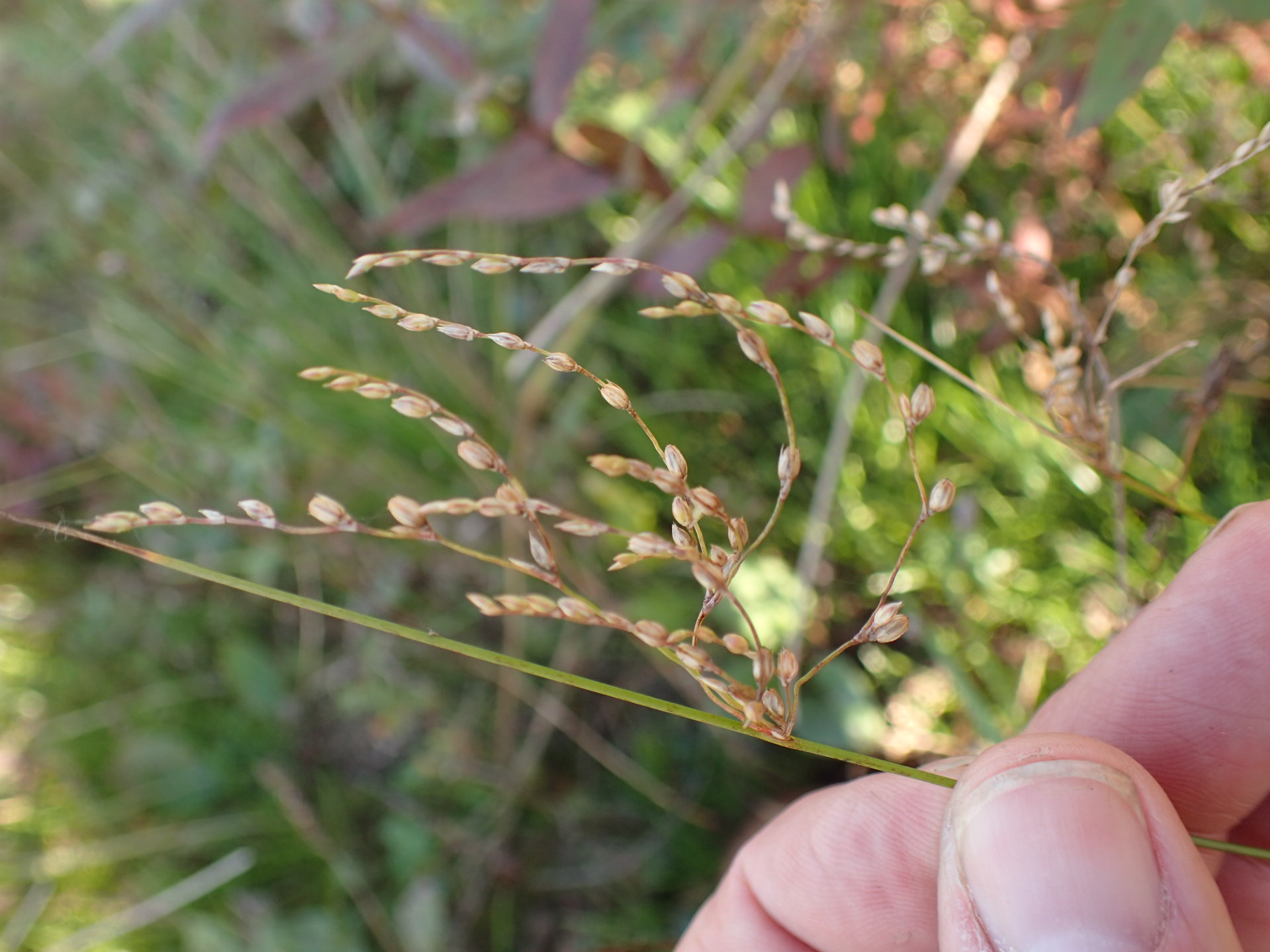 Juncus subsecundus (door Sipke Gonggrijp)