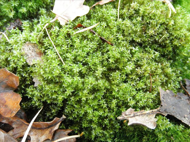 Bryum bornholmense (door Rienk-Jan Bijlsma)