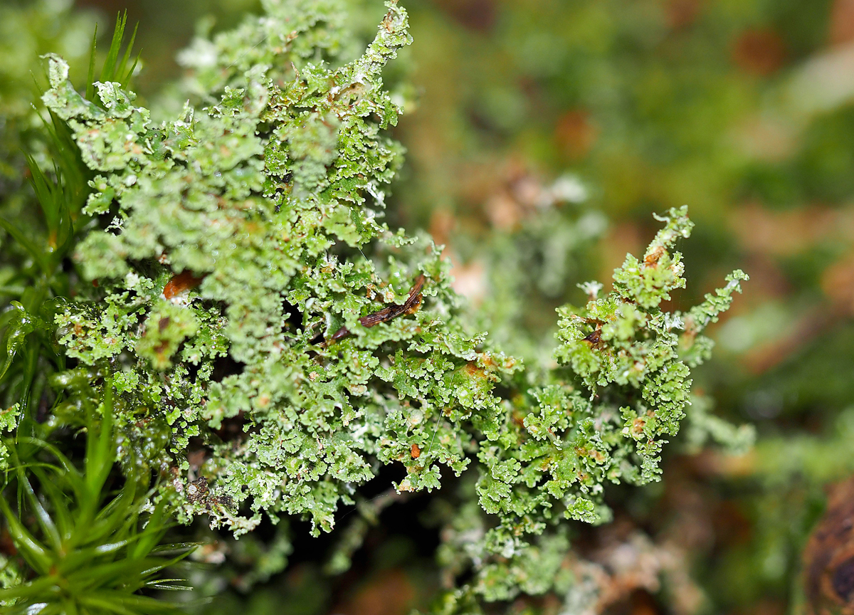 Cladonia squamosa (door Jeroen van der Loop)