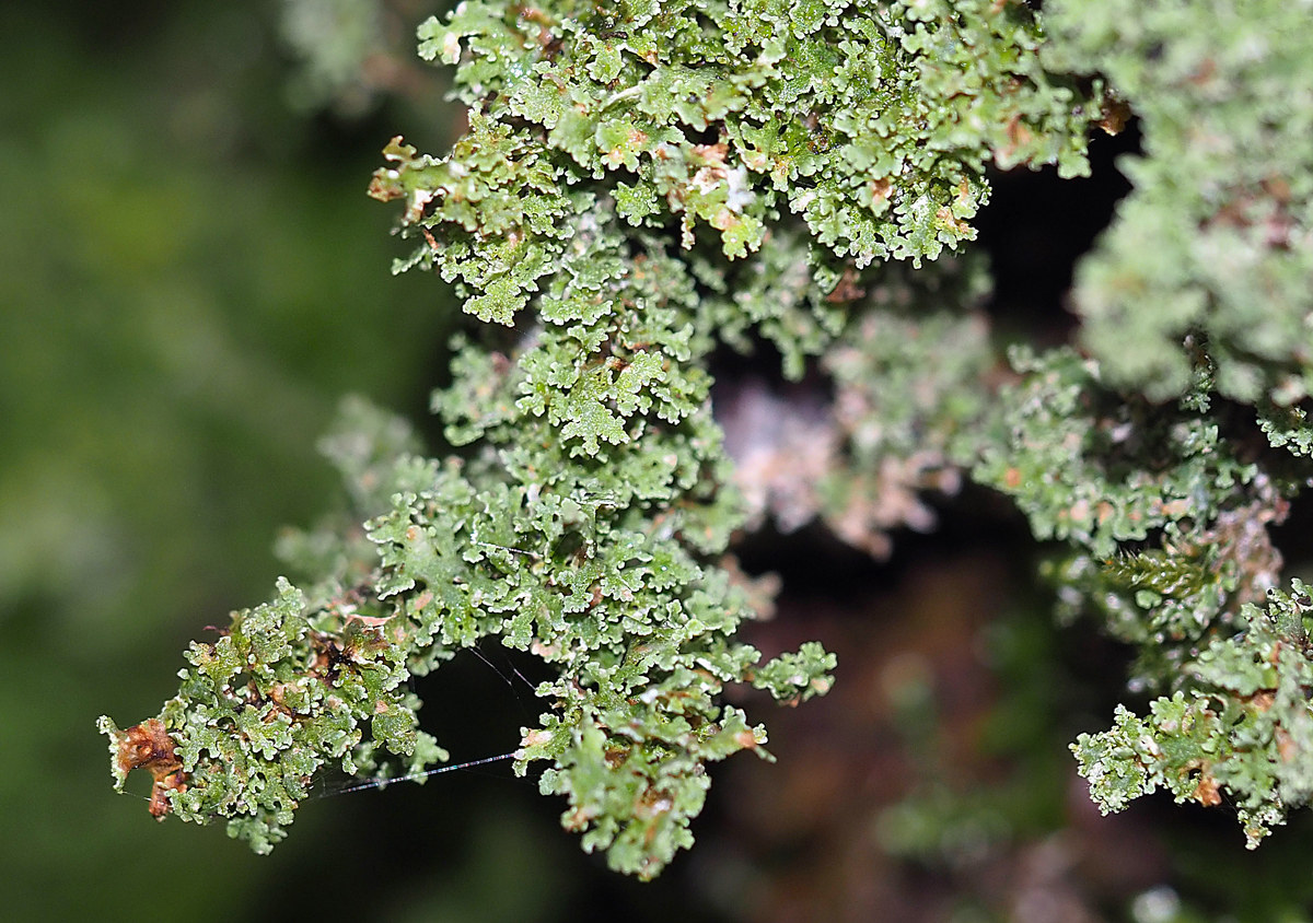 Cladonia squamosa (door Jeroen van der Loop)