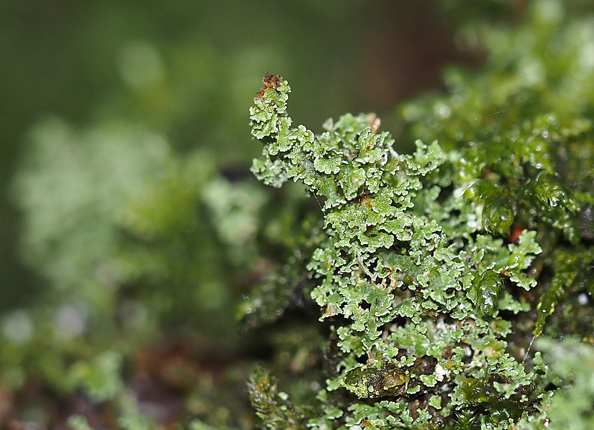 Cladonia squamosa (door Jeroen van der Loop)