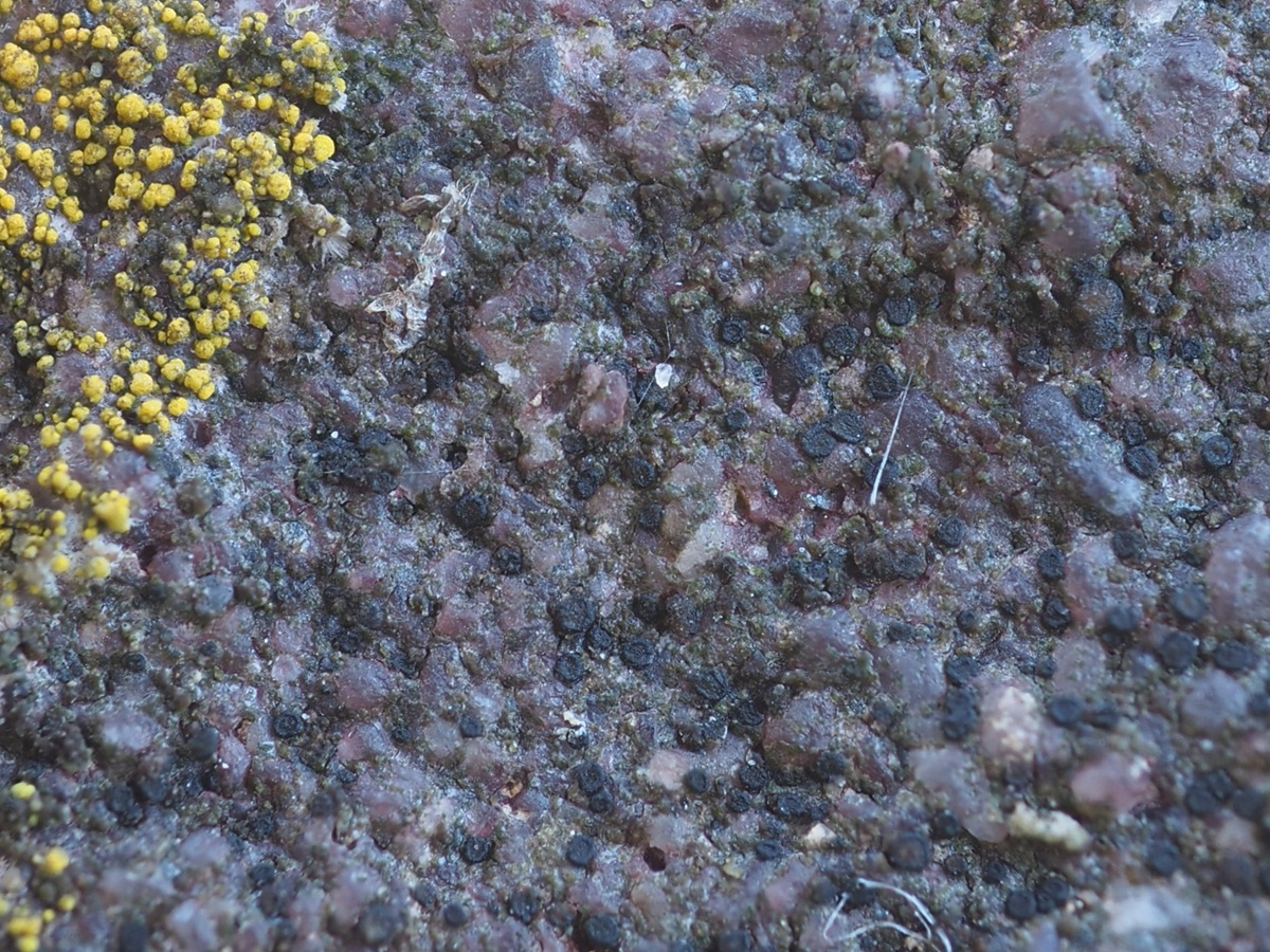 Catillaria atomarioides (door Guido Berger)