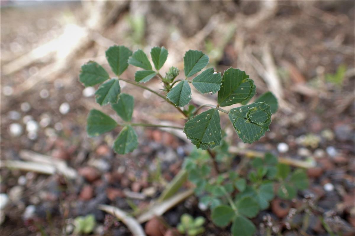 Medicago orbicularis (door Sipke Gonggrijp)