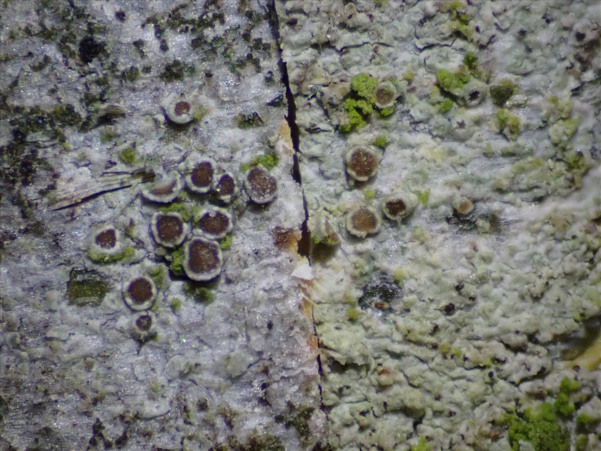 Myriolecis persimilis (door Lukas Verboom)