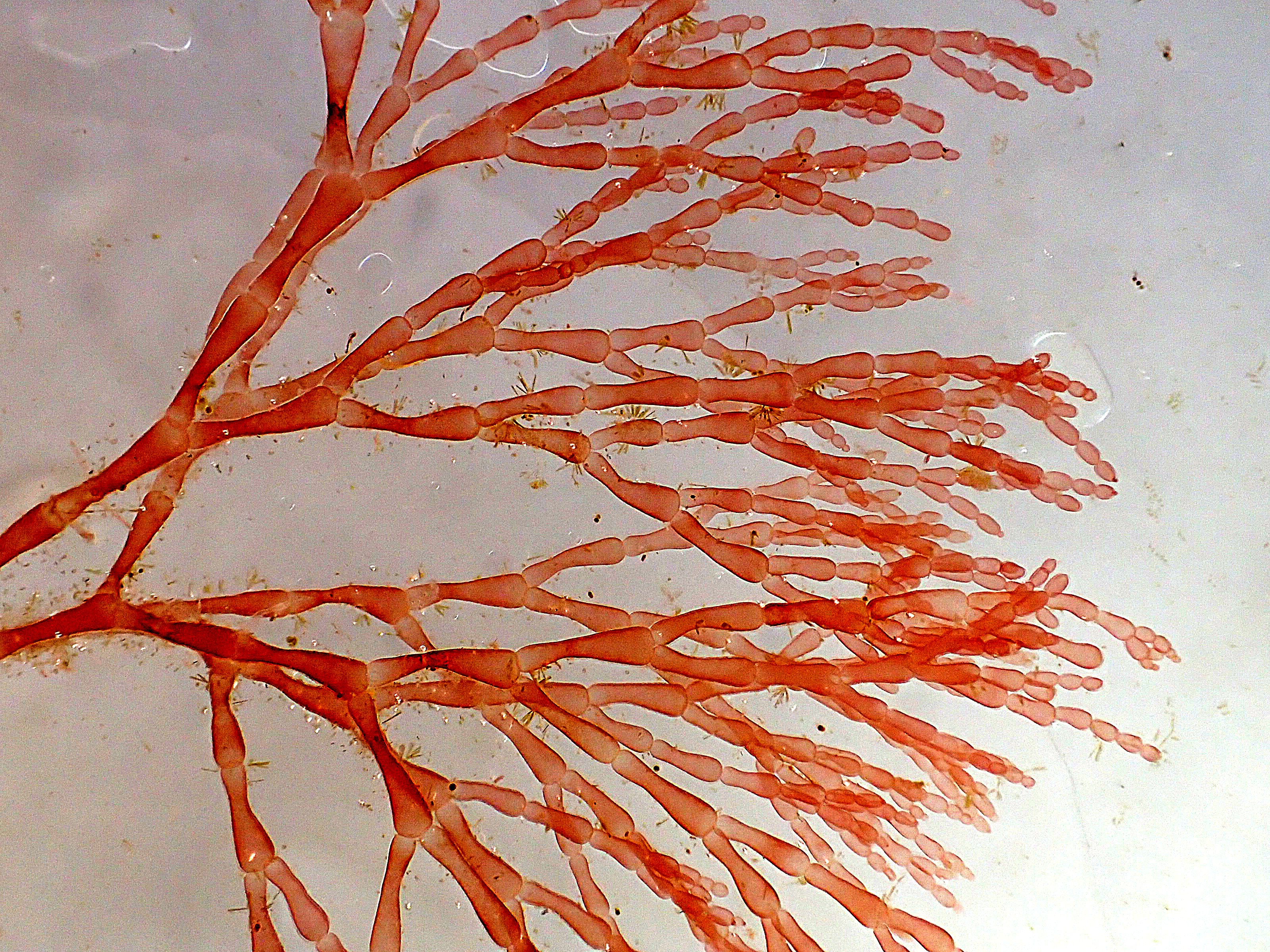Griffithsia corallinoides (door DirkJan Dekker)