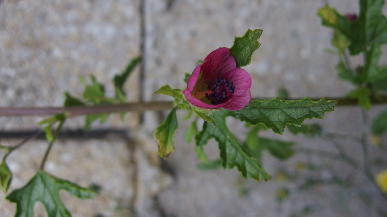 Anisodontea hypomandarum (door Sipke Gonggrijp)