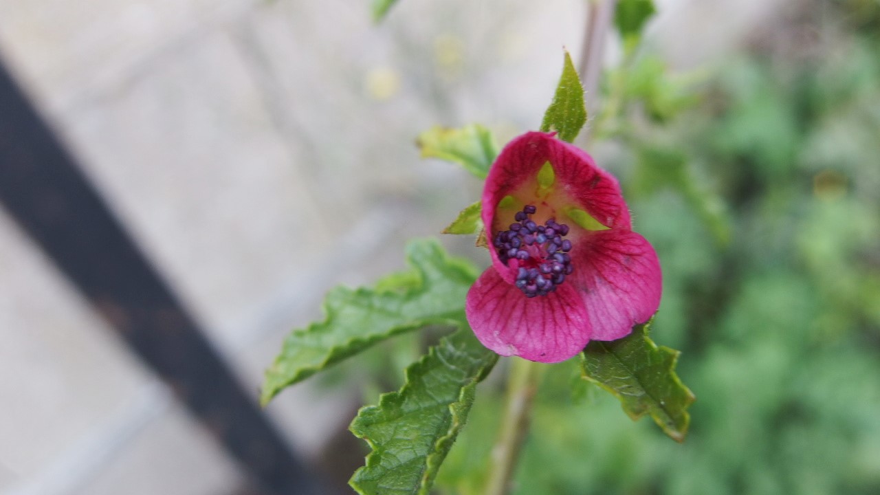 Anisodontea hypomandarum (door Sipke Gonggrijp)