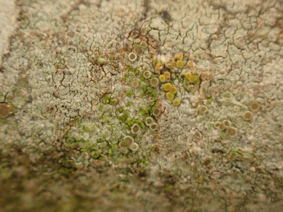 Myriolecis persimilis (door Jan Mudde)