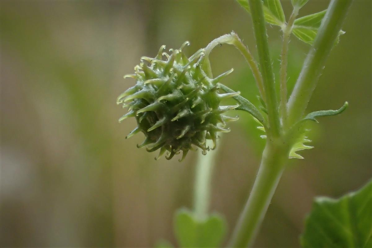 Medicago laciniata (door Sipke Gonggrijp)