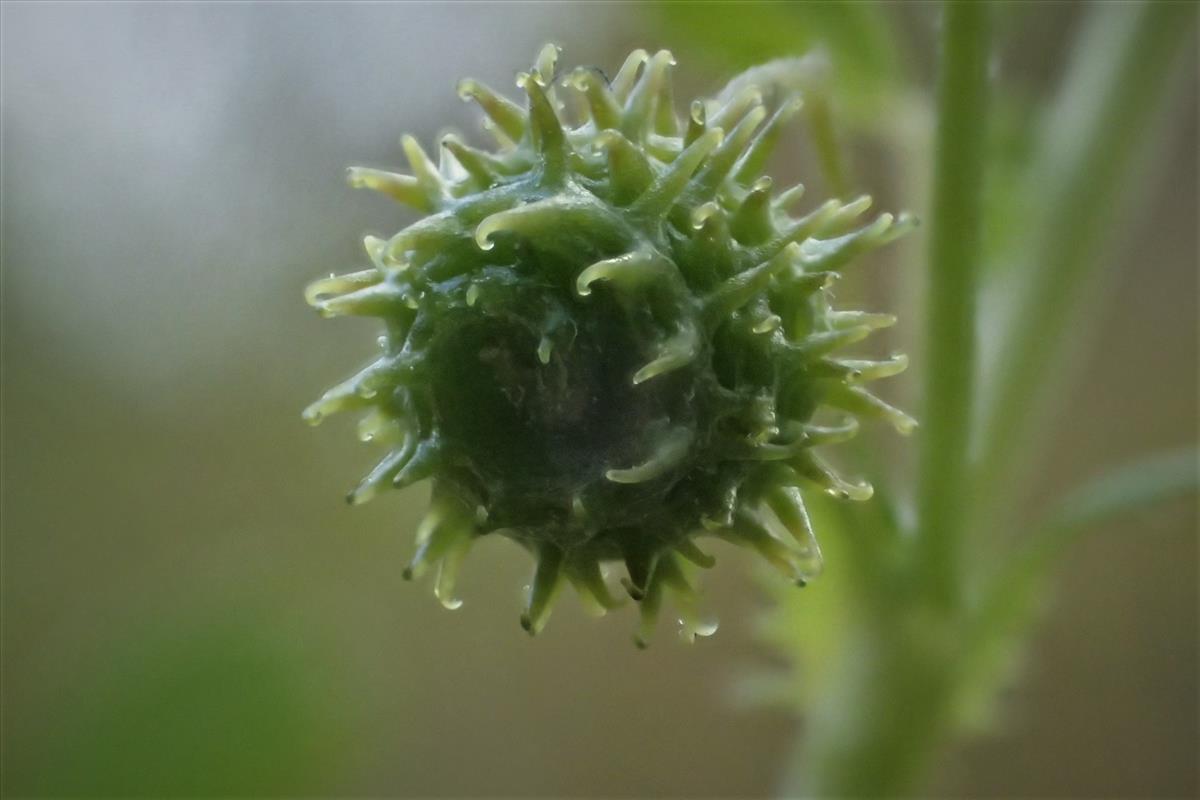 Medicago laciniata (door Sipke Gonggrijp)