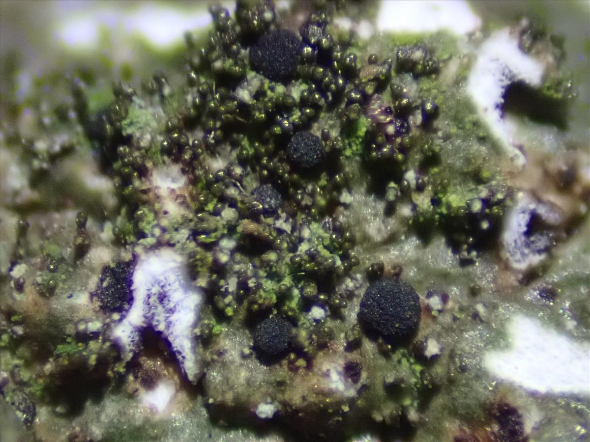 Abrothallus bertianus (door Lukas Verboom)